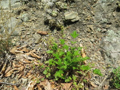 Potentilla ancistrifolia