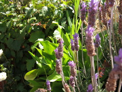 Apis mellifera