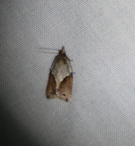 Neocalyptis molesta · iNaturalist