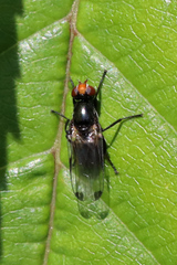 Seioptera vibrans
