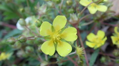 Potentilla supina