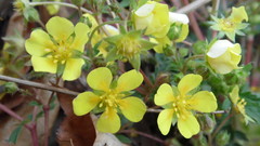 Potentilla supina
