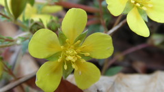 Potentilla supina