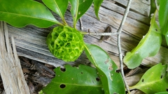 Vanguerieae