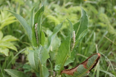 Bistorta officinalis
