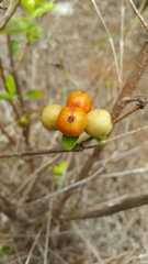 Tricalysia humbertii