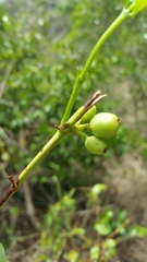 Tricalysia humbertii