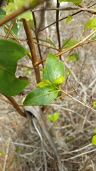 Tricalysia humbertii