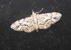 Gymnoscelis lophopus