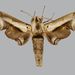Oplerclanis rhadamistus - Photo (c) The Trustees of the Natural History Museum, London, some rights reserved (CC BY)