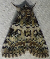 Catocala connubialis