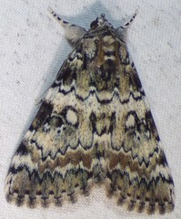 Catocala connubialis
