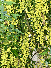 Laburnum × watereri