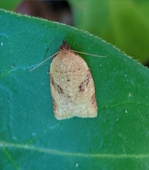 Clepsis siciliana