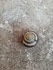 Cepaea nemoralis