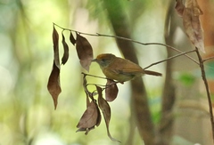 Tunchiornis ochraceiceps
