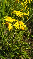 Senecio vernalis