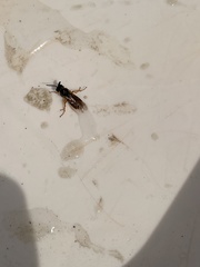 Tenthredinoidea