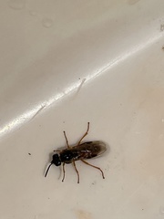 Tenthredinoidea