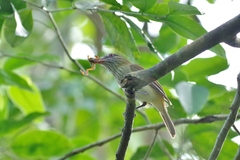 Attila spadiceus
