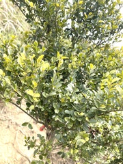 Ilex lohfauensis