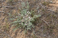Astragalus dolichophyllus