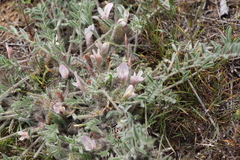 Astragalus dolichophyllus