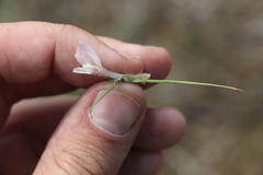 Astragalus dolichophyllus