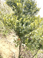 Ilex lohfauensis