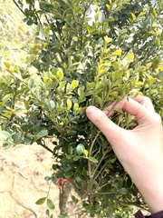 Ilex lohfauensis