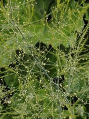 Asparagus officinalis