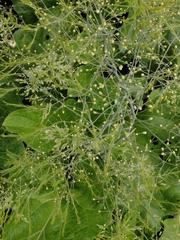 Asparagus officinalis