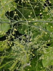 Asparagus officinalis