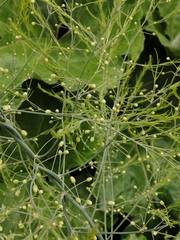 Asparagus officinalis