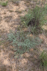 Prangos odontalgica