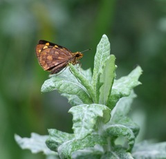 Metisella metis paris