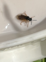Tenthredinoidea