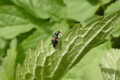 Anthocomus