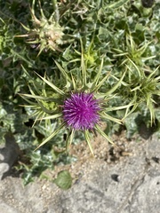 Silybum marianum