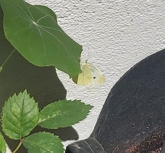 Pieris rapae