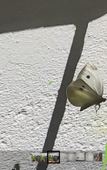 Pieris rapae