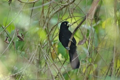 Amblycercus holosericeus