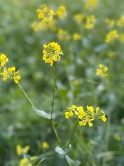 Brassica napus napus