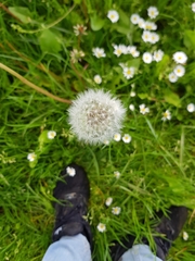 Taraxacum