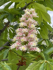 Aesculus hippocastanum
