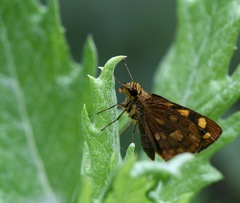 Metisella metis paris