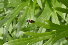 Anthocomus
