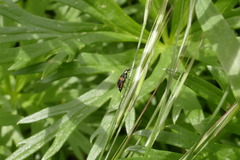 Anthocomus