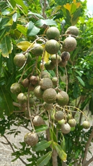 Deinbollia pervillei