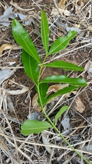 Deinbollia pervillei
